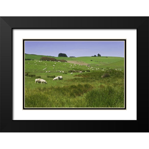 New Zealand, South Island Sheep grazing in field Black Modern Wood Framed Art Print with Double Matting by Flaherty, Dennis