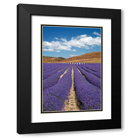 New Zealand Alpine Lavender-near Twizel-Mackenzie Country-Canterbury Black Modern Wood Framed Art Print with Double Matting by Wall, David