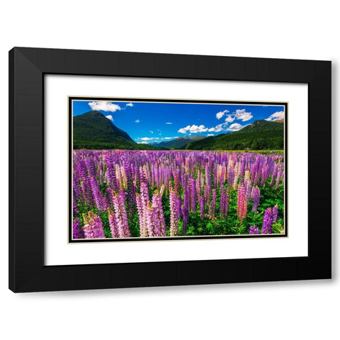 Spring lupine in Eglinton Valley-Fiordland National Park-South Island-New Zealand Black Modern Wood Framed Art Print with Double Matting by Bishop, Russ