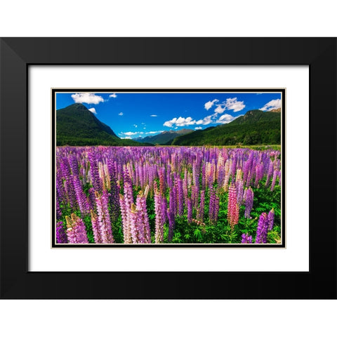 Spring lupine in Eglinton Valley-Fiordland National Park-South Island-New Zealand Black Modern Wood Framed Art Print with Double Matting by Bishop, Russ