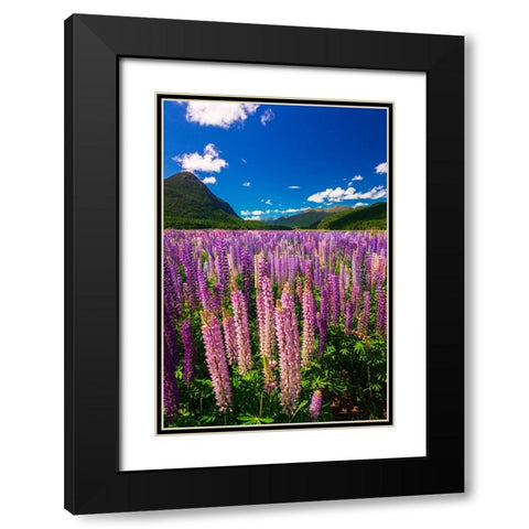 Spring lupine in Eglinton Valley-Fiordland National Park-South Island-New Zealand Black Modern Wood Framed Art Print with Double Matting by Bishop, Russ