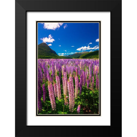 Spring lupine in Eglinton Valley-Fiordland National Park-South Island-New Zealand Black Modern Wood Framed Art Print with Double Matting by Bishop, Russ