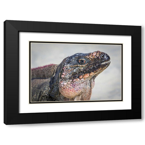 Bahamas, Exuma Island Iguana on beach Black Modern Wood Framed Art Print with Double Matting by Paulson, Don
