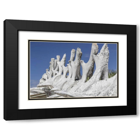 Bahamas, Exuma Island Sperm whale bones Black Modern Wood Framed Art Print with Double Matting by Paulson, Don
