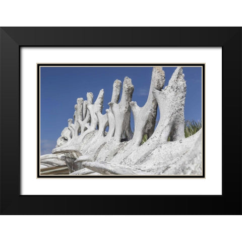 Bahamas, Exuma Island Sperm whale bones Black Modern Wood Framed Art Print with Double Matting by Paulson, Don