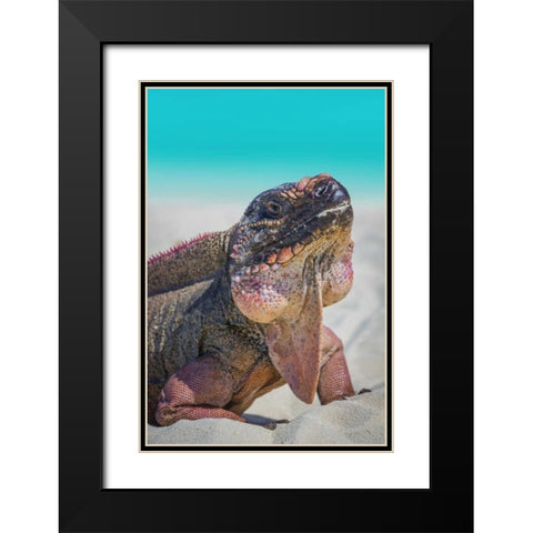 Bahamas, Exuma Island Iguana on beach Black Modern Wood Framed Art Print with Double Matting by Paulson, Don