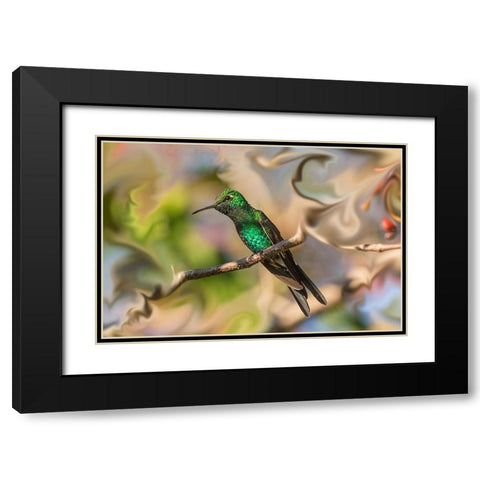 Cuba. An artistic rendering of a bee hummingbird. Black Modern Wood Framed Art Print with Double Matting by Muir, Janet