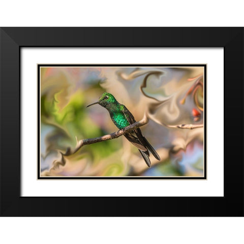 Cuba. An artistic rendering of a bee hummingbird. Black Modern Wood Framed Art Print with Double Matting by Muir, Janet