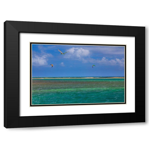 Caribbean-Grenada-Union Island Surf kites and pelican flying over ocean Black Modern Wood Framed Art Print with Double Matting by Jaynes Gallery
