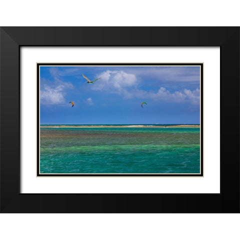 Caribbean-Grenada-Union Island Surf kites and pelican flying over ocean Black Modern Wood Framed Art Print with Double Matting by Jaynes Gallery