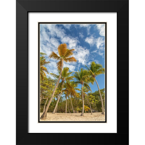 Caribbean-Grenada-Mayreau Island Beach and palm trees Black Modern Wood Framed Art Print with Double Matting by Jaynes Gallery