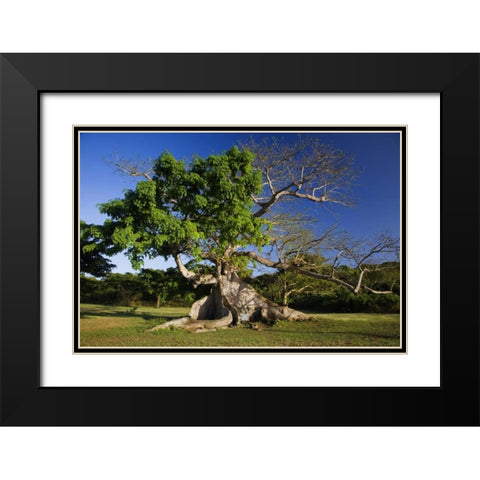 Caribbean, Puerto Rico, Vieques Silk cotton tree Black Modern Wood Framed Art Print with Double Matting by Flaherty, Dennis