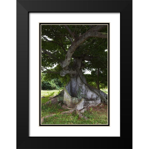 Puerto Rico, Viegues Island Ceiba tree Black Modern Wood Framed Art Print with Double Matting by Flaherty, Dennis