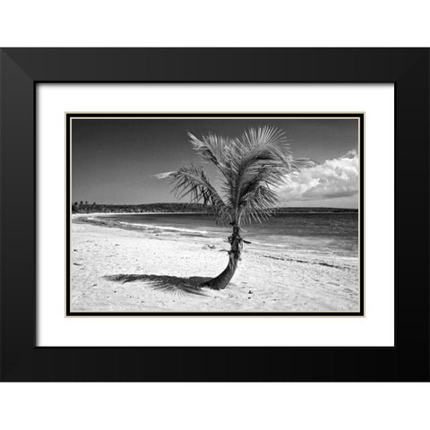 Puerto Rico, Vieques Coconut palm on Red Beach Black Modern Wood Framed Art Print with Double Matting by Flaherty, Dennis