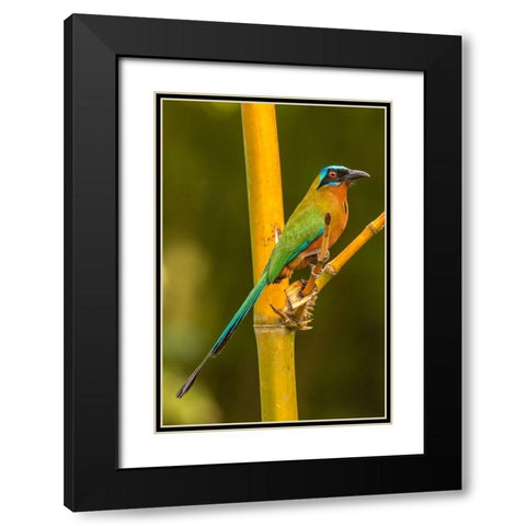 Caribbean-Tobago Motmot bird on limb  Black Modern Wood Framed Art Print with Double Matting by Jaynes Gallery