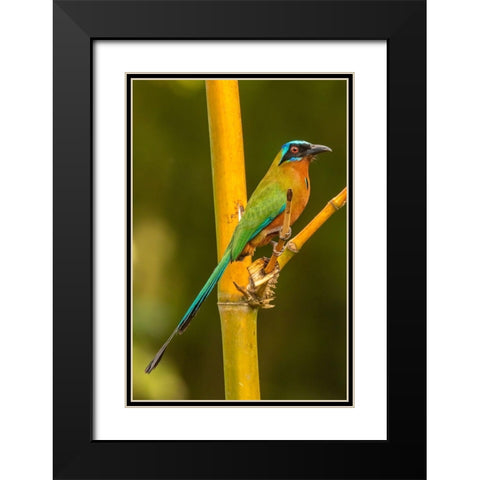 Caribbean-Tobago Motmot bird on limb  Black Modern Wood Framed Art Print with Double Matting by Jaynes Gallery