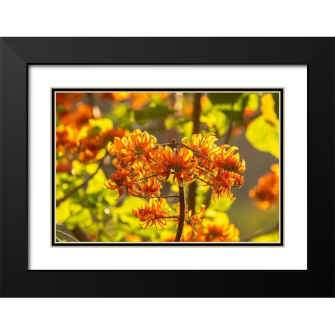 Caribbean-Tobago Close-up of flame tree blossoms  Black Modern Wood Framed Art Print with Double Matting by Jaynes Gallery