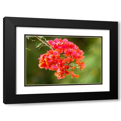 Caribbean-Tobago Close-up of bougainvillea blossoms blossom Black Modern Wood Framed Art Print with Double Matting by Jaynes Gallery