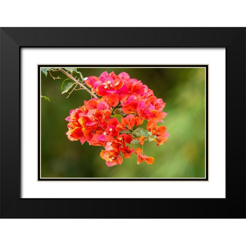 Caribbean-Tobago Close-up of bougainvillea blossoms blossom Black Modern Wood Framed Art Print with Double Matting by Jaynes Gallery