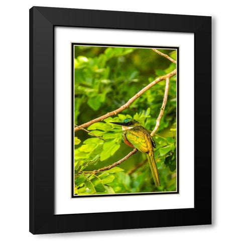 Caribbean-Tobago Rufous-tailed jacamar bird on limb  Black Modern Wood Framed Art Print with Double Matting by Jaynes Gallery