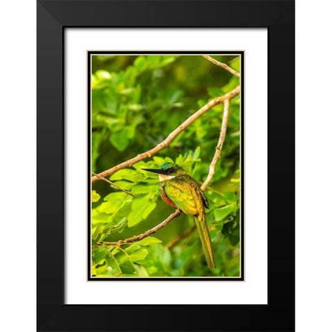 Caribbean-Tobago Rufous-tailed jacamar bird on limb  Black Modern Wood Framed Art Print with Double Matting by Jaynes Gallery