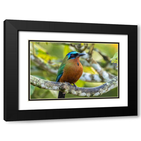 Caribbean-Tobago Motmot bird on limb  Black Modern Wood Framed Art Print with Double Matting by Jaynes Gallery