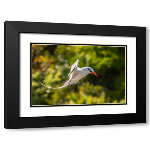 Caribbean-Little Tobago Island Red-billed tropicbird in flight  Black Modern Wood Framed Art Print with Double Matting by Jaynes Gallery