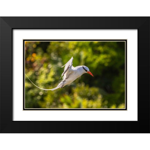 Caribbean-Little Tobago Island Red-billed tropicbird in flight  Black Modern Wood Framed Art Print with Double Matting by Jaynes Gallery