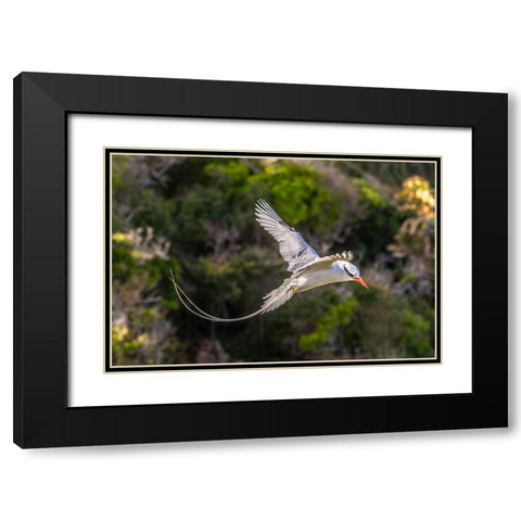 Caribbean-Little Tobago Island Red-billed tropicbird in flight  Black Modern Wood Framed Art Print with Double Matting by Jaynes Gallery