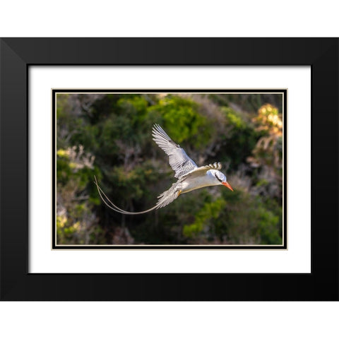 Caribbean-Little Tobago Island Red-billed tropicbird in flight  Black Modern Wood Framed Art Print with Double Matting by Jaynes Gallery