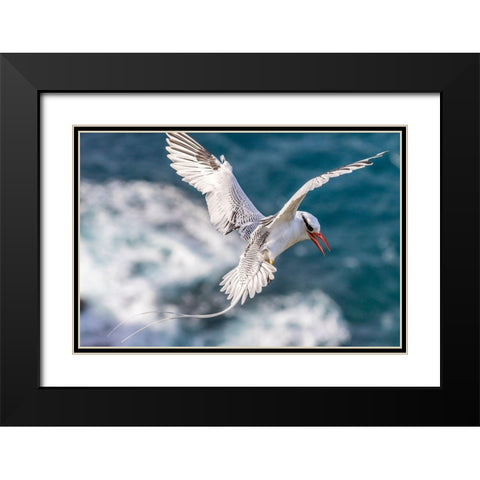 Caribbean-Little Tobago Island Red-billed tropicbird in flight  Black Modern Wood Framed Art Print with Double Matting by Jaynes Gallery