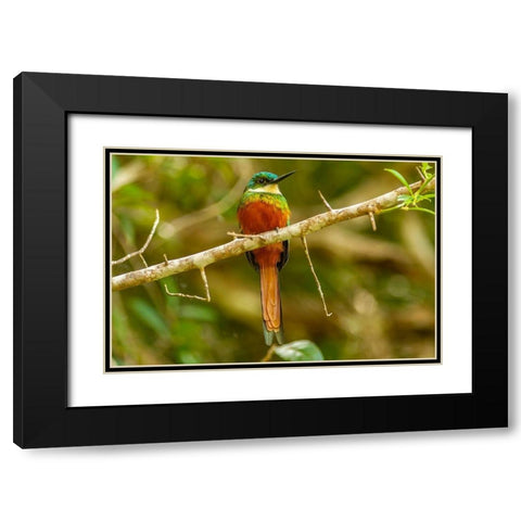 Caribbean-Tobago Rufous-tailed jacamar bird on limb  Black Modern Wood Framed Art Print with Double Matting by Jaynes Gallery