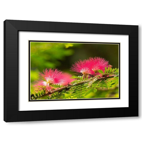 Caribbean-Trinidad-Asa Wright Nature Center Mimosa blossoms close-up  Black Modern Wood Framed Art Print with Double Matting by Jaynes Gallery