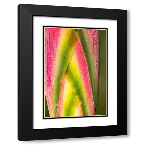 Caribbean-Trinidad-Asa Wright Nature Center Heliconia plant close-up  Black Modern Wood Framed Art Print with Double Matting by Jaynes Gallery