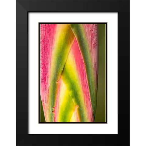 Caribbean-Trinidad-Asa Wright Nature Center Heliconia plant close-up  Black Modern Wood Framed Art Print with Double Matting by Jaynes Gallery