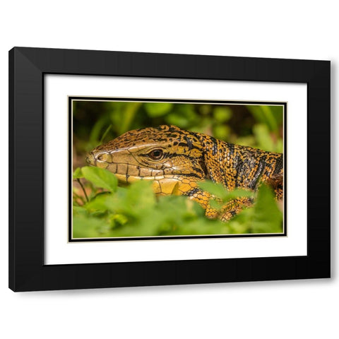 Caribbean-Trinidad-Asa Wright Nature Center Tegu lizard close-up  Black Modern Wood Framed Art Print with Double Matting by Jaynes Gallery