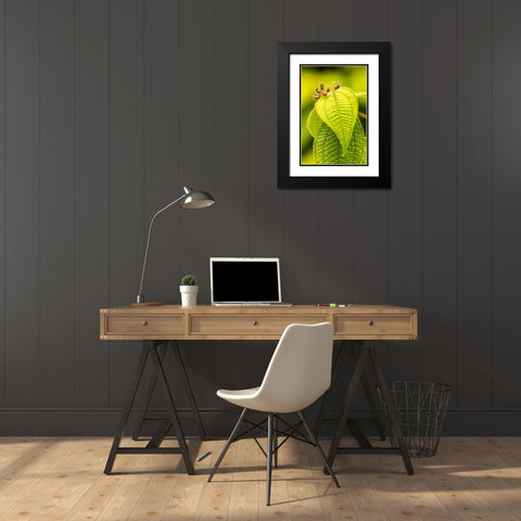 Caribbean-Trinidad-Asa Wright Nature Center Leaves and leaf buds  Black Modern Wood Framed Art Print with Double Matting by Jaynes Gallery
