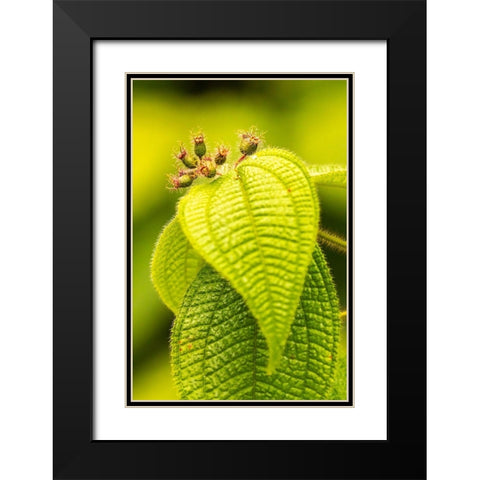 Caribbean-Trinidad-Asa Wright Nature Center Leaves and leaf buds  Black Modern Wood Framed Art Print with Double Matting by Jaynes Gallery