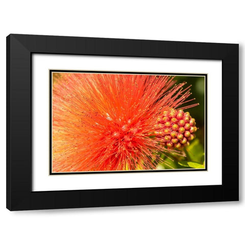 Caribbean-Trinidad-Asa Wright Nature Center Mimosa blossom and buds close-up  Black Modern Wood Framed Art Print with Double Matting by Jaynes Gallery