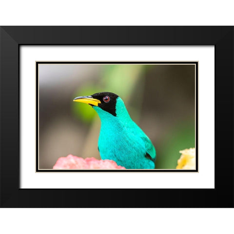 Caribbean-Trinidad-Asa Wright Nature Center Male green honeycreeper bird close-up  Black Modern Wood Framed Art Print with Double Matting by Jaynes Gallery
