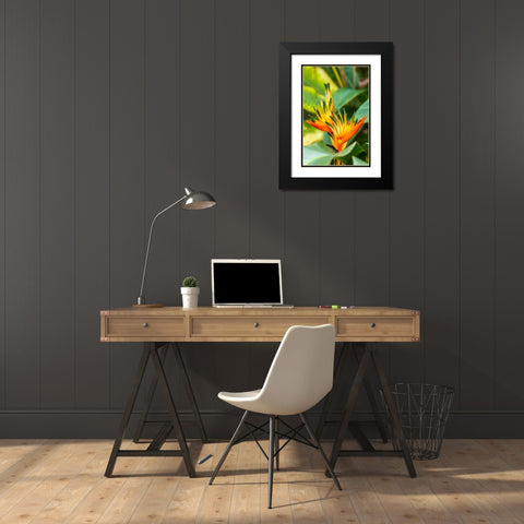 Caribbean-Trinidad-Asa Wright Nature Center Bird of paradise blossom  Black Modern Wood Framed Art Print with Double Matting by Jaynes Gallery