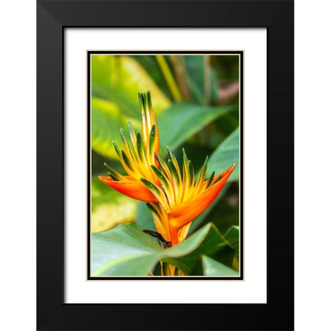 Caribbean-Trinidad-Asa Wright Nature Center Bird of paradise blossom  Black Modern Wood Framed Art Print with Double Matting by Jaynes Gallery