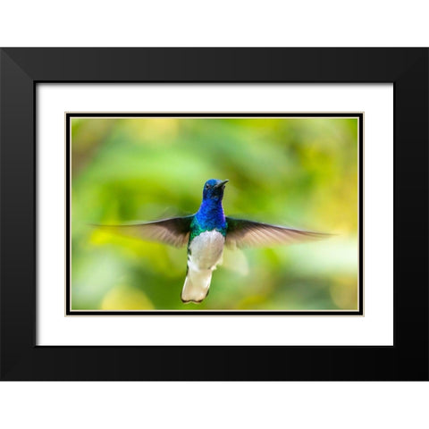 Caribbean-Trinidad-Asa Wright Nature Center Male white-necked jacobin hummingbird hovering  Black Modern Wood Framed Art Print with Double Matting by Jaynes Gallery