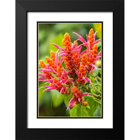 Caribbean-Trinidad-Asa Wright Nature Center Orange and pink flower blossoms  Black Modern Wood Framed Art Print with Double Matting by Jaynes Gallery