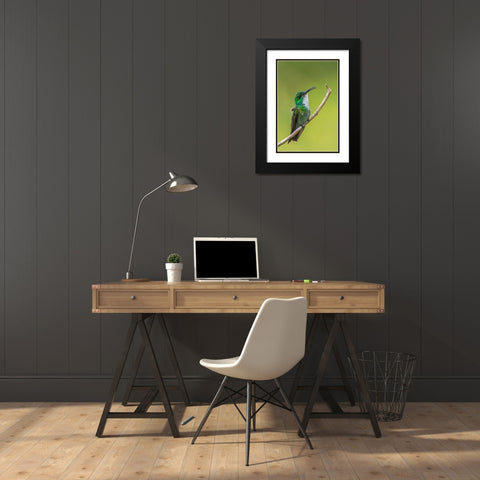 Caribbean-Trinidad-Asa Wright Nature Center White-chested emerald hummingbird on limb  Black Modern Wood Framed Art Print with Double Matting by Jaynes Gallery