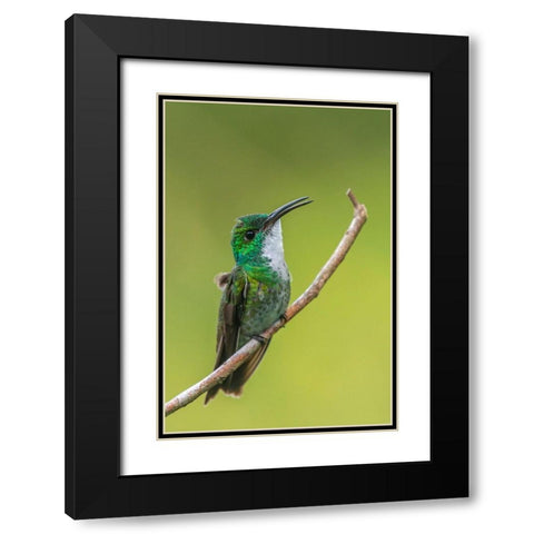 Caribbean-Trinidad-Asa Wright Nature Center White-chested emerald hummingbird on limb  Black Modern Wood Framed Art Print with Double Matting by Jaynes Gallery