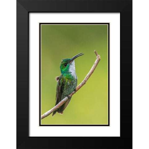 Caribbean-Trinidad-Asa Wright Nature Center White-chested emerald hummingbird on limb  Black Modern Wood Framed Art Print with Double Matting by Jaynes Gallery