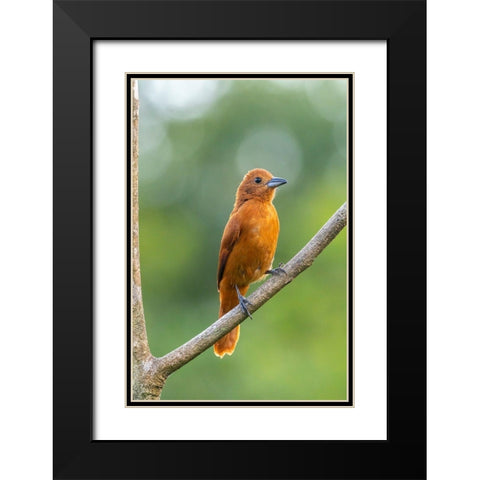 Caribbean-Trinidad-Asa Wright Nature Center Female white-lined tanager bird on limb  Black Modern Wood Framed Art Print with Double Matting by Jaynes Gallery