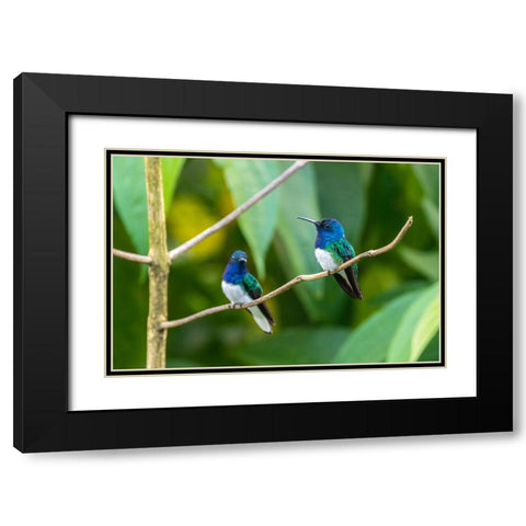 Caribbean-Trinidad-Asa Wright Nature Center Male white-necked jacobin hummingbirds on limb  Black Modern Wood Framed Art Print with Double Matting by Jaynes Gallery