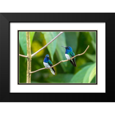 Caribbean-Trinidad-Asa Wright Nature Center Male white-necked jacobin hummingbirds on limb  Black Modern Wood Framed Art Print with Double Matting by Jaynes Gallery